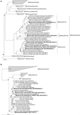 Phenotypic and genomic characterization of the first alkaliphilic aceticlastic methanogens and proposal of a novel genus Methanocrinis gen.nov. within the family Methanotrichaceae